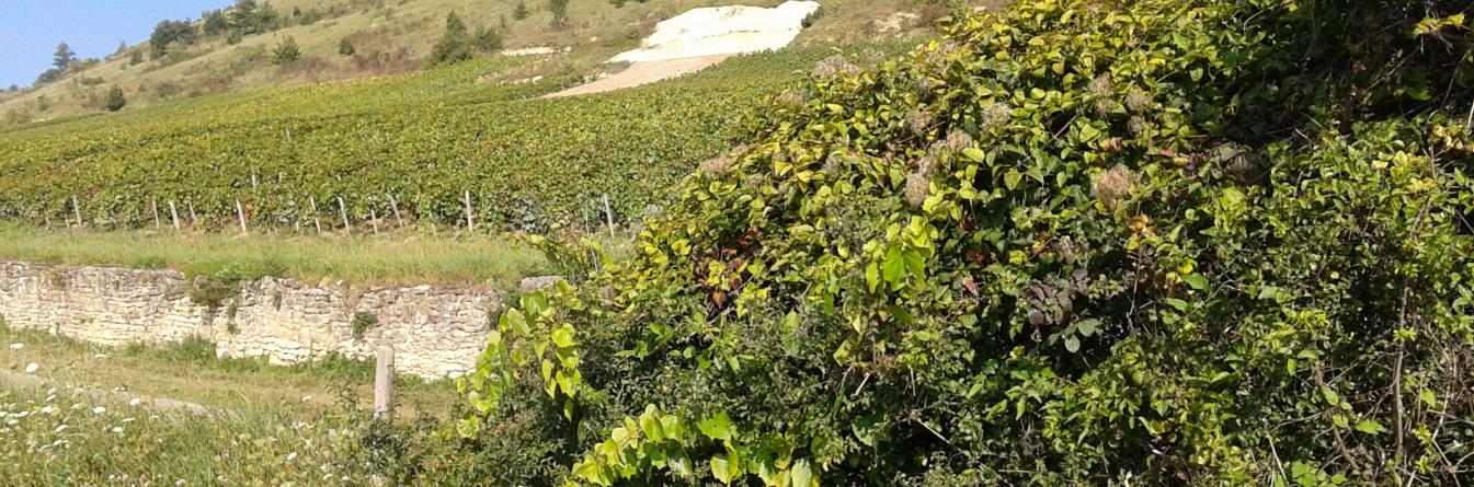 Gestion de la Flavescence Dorée en Bourgogne