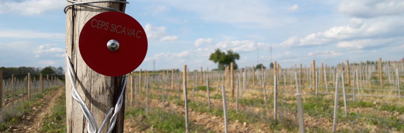 CEPS SICAVAC : "Vignerons et pépiniéristes ensemble pour des plants de qualité"