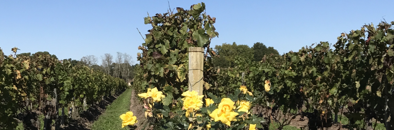 Le projet EPIDEP pour une meilleure compréhension de la mémoire épigénétique de la vigne