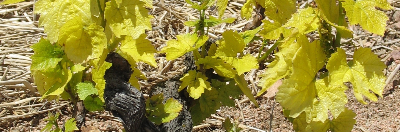 Premiers résultats du projet LongVi en Beaujolais